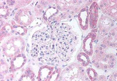 Immunohistochemistry-Paraffin: PAX8 Antibody [NB100-1065] - Staining of paraffin embedded Human Kidney Cortex. Antibody at 5 ug/mL. Steamed antigen retrieval with citrate buffer pH 6, AP-staining.