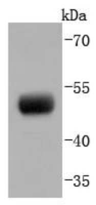 Western Blot: PAX8 Antibody (JJ08-88) [NBP2-67876] - Analysis of PAX8 on SKOV-3 cells lysates using anti-PAX8 antibody at 1/1,000 dilution.