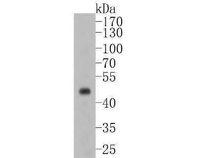 Western Blot: PAX8 Antibody (JJ08-88) [NBP2-67876] - Western blot analysis of PAX8 on SKOV-3 cell lysates. Proteins were transferred to a PVDF membrane and blocked with 5% BSA in PBS for 1 hour at room temperature. The primary antibody (1/500) was used in 5% BSA at room temperature for 2 hours. Goat Anti-Ra