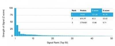 Protein Array: PAX8 Antibody (PAX8/1492) - Azide and BSA Free [NBP2-54539] - Analysis of Protein Array containing >19,000 full-length human proteins using PAX8 Antibody (PAX8/1492) Z- and S- Score: The Z-score represents the strength of a signal that a monoclonal antibody (MAb) (in combination with a fluorescently-tagged anti-IgG secondary antibody) produces when binding to a particular protein on the HuProt(TM) array. Z-scores are described in units of standard deviations (SDs) above the mean value of all signals generated on that array. If targets on HuProt(TM) are arranged in descending order of the Z-score, the S-score is the difference (also in units of SDs) between the Z-score. S-score therefore represents the relative target specificity of a MAb to its intended target. A MAb is considered to specific to its intended target, if the MAb has an S-score of at least 2.5.