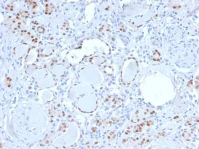 Immunohistochemistry-Paraffin: PAX8 Antibody (PAX8/3688R) - Azide and BSA Free [NBP3-08295] - Formalin-fixed, paraffin-embedded human kidney stained with PAX8 Recombinant Rabbit Monoclonal Antibody (PAX8/3688R).