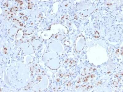 Immunohistochemistry-Paraffin: PAX8 Antibody (PAX8/3688R) [NBP3-07360] - Formalin-fixed, paraffin-embedded human kidney stained with PAX8 Recombinant Rabbit Monoclonal Antibody (PAX8/3688R).