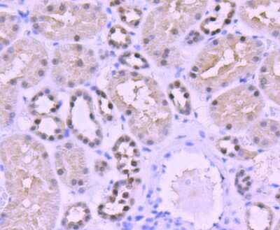 Immunohistochemistry-Paraffin: PAX8 Antibody (SD0832) [NBP2-67793] - Analysis of paraffin-embedded human kidney tissue using anti-PAX8 antibody. Counter stained with hematoxylin.