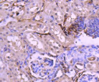 Immunohistochemistry-Paraffin: PAX8 Antibody (SD0832) [NBP2-67793] - Analysis of paraffin-embedded mouse kidney tissue using anti-PAX8 antibody. Counter stained with hematoxylin.