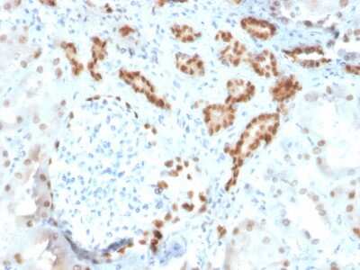 Immunohistochemistry-Paraffin: PAX8 Antibody (ZR-1) - Azide and BSA Free [NBP3-08307] - Formalin-fixed, paraffin-embedded human kidney stained with PAX8 Recombinant Rabbit Monoclonal Antibody (ZR-1).