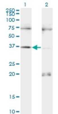 Western Blot: PAX9 Antibody (3B8) [H00005083-M13] - Analysis of PAX9 expression in transfected 293T cell line by PAX9 monoclonal antibody (M13), clone 3B8. Lane 1: PAX9 transfected lysatE (36.3 KDa). Lane 2: Non-transfected lysate.