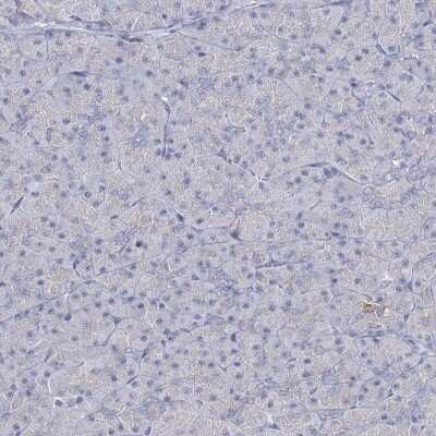 Immunohistochemistry-Paraffin: PAX9 Antibody [NBP1-89481] - Staining of human pancreas shows low expression as expected.