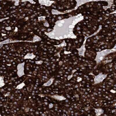 Immunohistochemistry-Paraffin: PAX9 Antibody [NBP1-89481] - Staining of human parathyroid gland shows high expression.