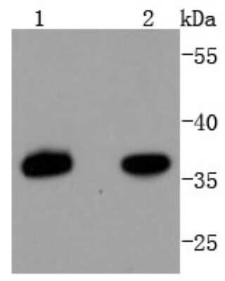 Western Blot: PAX9 Antibody (SD082-02) [NBP2-67790] - Analysis of PAX9 on different lysates using anti-PAX9 antibody at 1/1,000 dilution. Positive control: Lane 1: HepG2 Lane 2: Hela