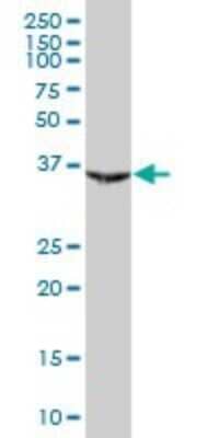 Western Blot: PAX9 Antibody [H00005083-B01P] - Analysis of PAX9 expression in human liver.