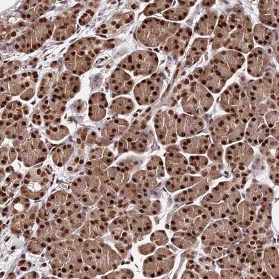Immunohistochemistry-Paraffin: PAXX Antibody [NBP1-94172] - Staining of human pancreas shows strong nuclear positivity in exocrine glandular cells.
