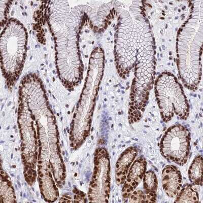 Immunohistochemistry-Paraffin: PAXX Antibody [NBP1-94172] - Staining of human stomach shows strong nuclear positivity in glandular cells.