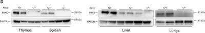Western Blot: PAXX Antibody [NBP1-94172] - Generation of Paxx-/- mice. Western blot analyses using Novus anti-PAXX immunoglobulins revealed the lack of PAXX protein in Paxx-/- tail fibroblasts, spleen, thymus, liver, and lungs when compared to Paxx+/+ controls and reduction of PAXX protein in Paxx+/- cells.