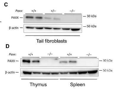 Western Blot: PAXX Antibody [NBP1-94172] - Generation of Paxx-/- mice. Western blot analyses using Novus anti-PAXX immunoglobulins revealed the lack of PAXX protein in Paxx-/- tail fibroblasts, spleen, thymus when compared to Paxx+/+ controls and reduction of PAXX protein in Paxx+/- cells. Image collected and cropped by CiteAb from the following publication (//febs.onlinelibrary.wiley.com/doi/full/10.1002/2211-5463.12381), licensed under a CC-BY license.