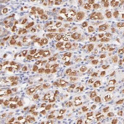 Immunohistochemistry-Paraffin: PBDC1 Antibody [NBP1-82657] - Staining of human stomach shows strong cytoplasmic positivity in glandular cells.