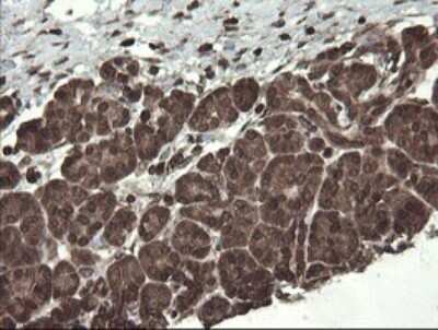 Immunohistochemistry: PBDC1 Antibody (OTI5A11) - Azide and BSA Free [NBP2-71911] - Analysis of Human pancreas tissue.
