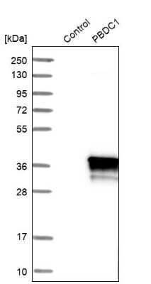 Western Blot: PBDC1 Antibody [NBP1-82657] - Analysis in control (vector only transfected HEK293T lysate) and PBDC1 over-expression lysate (Co-expressed with a C-terminal myc-DDK tag (3.1 kDa) in mammalian HEK293T cells).