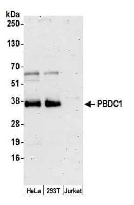 Western Blot: PBDC1 Antibody [NBP2-60720] - Detection of human PBDC1 by western blot. Samples: Whole cell lysate (15 ug) from HeLa, 293T, and Jurkat cells prepared using NETN lysis buffer. Antibody: Affinity purified rabbit anti-PBDC1 antibody NBP2-60720 used for WB at 1:1000. Detection: Chemiluminescence with an exposure time of 3 minutes.