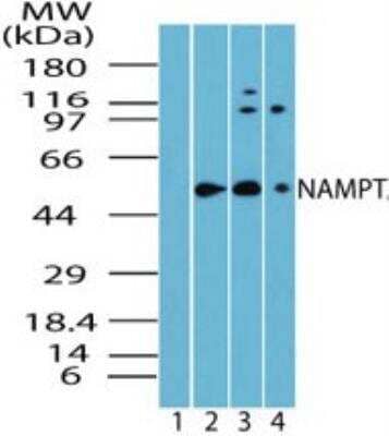 Western Blot: PBEF/Visfatin/NAMPT Antibody [NBP2-23667] - Analysis of NAMPT in skeletal muscle lysate. Lane 1 shows pre-immune sera. Lane 2 shows human, Lane 3 shows mouse and Lane 4 shows rat skeletal muscle using NBP2-23667 at 1:5000 dilution.
