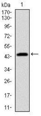 Western Blot: PBK Antibody (2C8) [NBP2-37514] - Western blot analysis using PBK mAb against human PBK (AA: 50-230) recombinant protein. (Expected MW is 45.8 kDa)