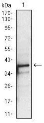 Western Blot: PBK Antibody (2C8) [NBP2-37514] - Western blot analysis using PBK mouse mAb against A431 (1) cell lysate.