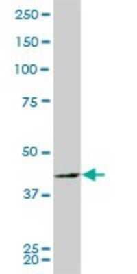 Western Blot: PBK Antibody (2D6) [H00055872-M03] - Analysis of PBK expression in PC-12 (Cat # L012V1).