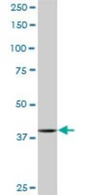 Western Blot: PBK Antibody (3F7) [H00055872-M04] - Analysis of PBK expression in Raw 264.7 (Cat # L024V1).