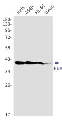 Western Blot: PBK Antibody (S07-0B0) [NBP3-19905] - Western blot detection of PBK in Hela, A549, HL-60, U2OS cell lysates using NBP3-19905 (1:1000 diluted). Predicted band size: 36kDa. Observed band size: 40kDa.