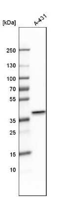 Western Blot: PBK Antibody [NBP1-84342] - Analysis in human cell line A-431.