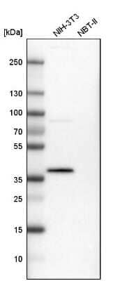 Western Blot: PBK Antibody [NBP1-84342] - Analysis in mouse cell line NIH-3T3 and rat cell line NBT-II.