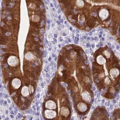 Immunohistochemistry-Paraffin: PBLD Antibody [NBP1-83683] - Staining of human duodenum.