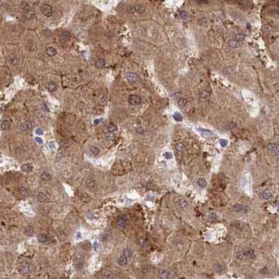 Immunohistochemistry-Paraffin: PBLD Antibody [NBP1-83683] - Staining of human liver.