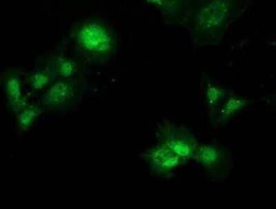 Immunocytochemistry/Immunofluorescence: PBLD Antibody (OTI7G5) - Azide and BSA Free [NBP2-73262] - Staining of COS7 cells transiently transfected by pCMV6-ENTRY PBLD.