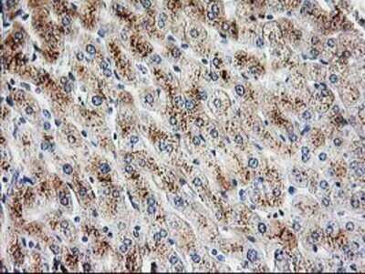 Immunohistochemistry: PBX1 Antibody (OTI1C11) - Azide and BSA Free [NBP2-73265] - Staining of paraffin-embedded Human liver tissue using anti-PBX1 mouse monoclonal antibody.