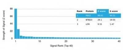 Protein Array: PBX2 Antibody (PCRP-PBX2-1C4) - Azide and BSA Free [NBP3-14127] - Analysis of Protein Array containing more than 19,000 full-length human proteins using PBX2 Antibody (PCRP-PBX2-1C4).
