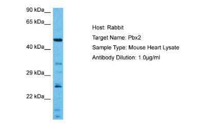 Western Blot: PBX2 Antibody [NBP2-85445] - Host: Mouse. Target Name: PBX2. Sample Tissue: Mouse Heart. Antibody Dilution: 1ug/ml