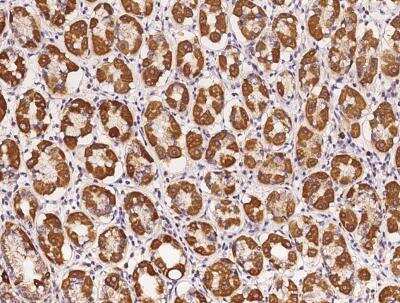 Immunohistochemistry-Paraffin: PBXIP1 Antibody [NBP3-05982] - Staining of human PBXIP1 in human stomach with rabbit polyclonal antibody at 1:2000 dilution.