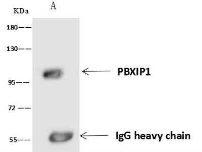 Immunoprecipitation: PBXIP1 Antibody [NBP3-05982] - Lane A:0.5 mg Hela Whole Cell Lysate4 uL anti-PBXIP1 rabbit polyclonal antibody and 60 ug of Immunomagnetic beads Protein A/G.Primary antibody:Anti-PBXIP1 rabbit polyclonal antibody,at 1:100 dilution Secondary antibody:Goat Anti-Rabbit IgG (H+L)/HRP at 1/10000 dilutionDeveloped using the ECL technique.Performed under reducing conditions.Predicted band size: 81 kDaObserved band size :97 kDa