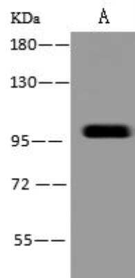 Western Blot PBXIP1 Antibody - BSA Free