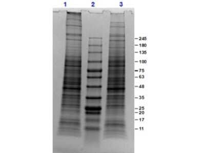 SDS-Page: PC-3 Whole Cell Lysate [NBP3-06995] - SDS-PAGE of PC-3 Whole Cell Lysate. Lane 1: PC-3 Whole Cell lysate(10ug) Reduced. Lane 2: Opal Prestained Molecular weight marker. Lane 3: PC-3 Whole Cell lysate(10ug) Non-Reduced. Results show wide range of molecular weight bands with no signs of degradation.