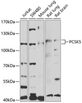 Western Blot: PC6 Antibody [NBP2-94153] - Analysis of extracts of various cell lines, using PC6 .Exposure time: 90s.