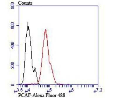 Flow Cytometry: PCAF Antibody (JU88-63) [NBP2-75608] - Analysis of Hela cells with PCAF antibody at 1/100 dilution (red) compared with an unlabelled control (cells without incubation with primary antibody; black). Alexa Fluor 488-conjugated goat anti-rabbit IgG was used as the secondary antibody.