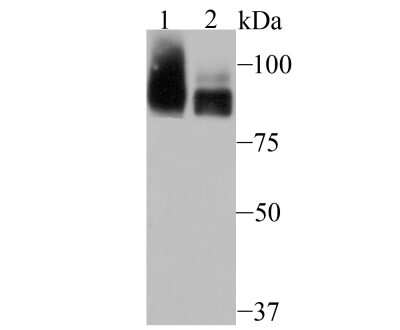 Western Blot: PCAF Antibody (JU88-63) [NBP2-75608] - Analysis of PCAF on rat kidney tissue (1) and K562 cell (2) lysate using anti-PCAF antibody at 1/500 dilution.