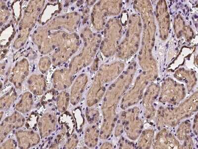 Immunohistochemistry-Paraffin: PCBD2 Antibody [NBP2-97231] - Immunochemical staining of human PCBD2 in human kidney with rabbit polyclonal antibody at 1:100 dilution, formalin-fixed paraffin embedded sections.