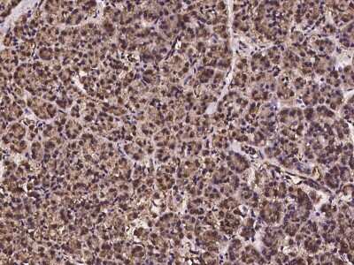 Immunohistochemistry-Paraffin: PCBD2 Antibody [NBP2-97231] - Immunochemical staining of human PCBD2 in human pancreas with rabbit polyclonal antibody at 1:100 dilution, formalin-fixed paraffin embedded sections.