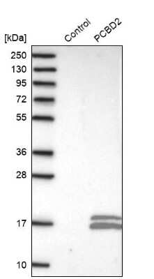 Western Blot: PCBD2 Antibody [NBP1-85281] - Analysis in control (vector only transfected HEK293T lysate) and PCBD2 over-expression lysate (Co-expressed with a C-terminal myc-DDK tag (3.1 kDa) in mammalian HEK293T cells).