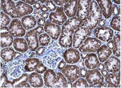 Immunohistochemistry-Paraffin: PCCB Antibody [NBP1-31464] - Paraffin-embedded mouse kidney. PCCB antibody [N2C3]  diluted at 1:500.