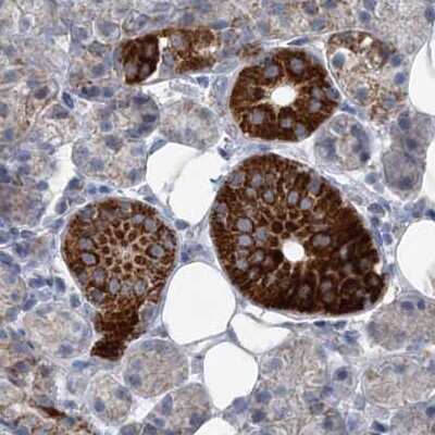 Immunohistochemistry-Paraffin: PCCB Antibody [NBP1-85887] - Staining of human salivary gland.