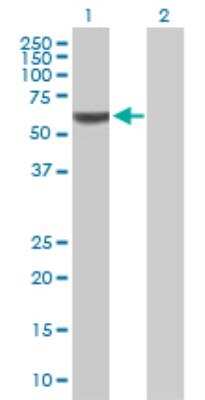 Western Blot: PCCB Antibody [H00005096-B01P] - analysis of PCCB expression in transfected 293T cell line by PCCB MaxPab polyclonal antibody. Lane 1: PCCB transfected lysate (59.29 KDa). Lane 2: Non-transfected lysate.