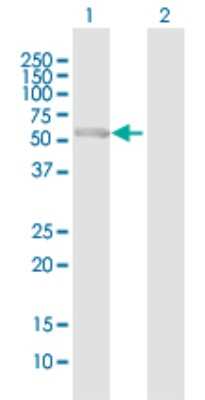 Western Blot: PCCB Antibody [H00005096-B01P] - Analysis of PCCB expression in transfected 293T cell line by PCCB polyclonal antibody.  Lane 1: PCCB transfected lysate(59.29 KDa). Lane 2: Non-transfected lysate.